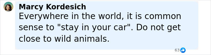 Comment warning tourists to stay in their cars and avoid wild animals, related to bear dragging tourist off cliff incident.