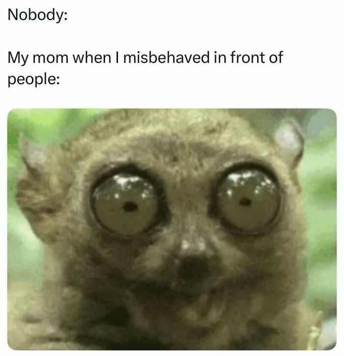 Relatable meme showing a wide-eyed animal reacting to misbehavior, perfect for random memes with humor and surprise.