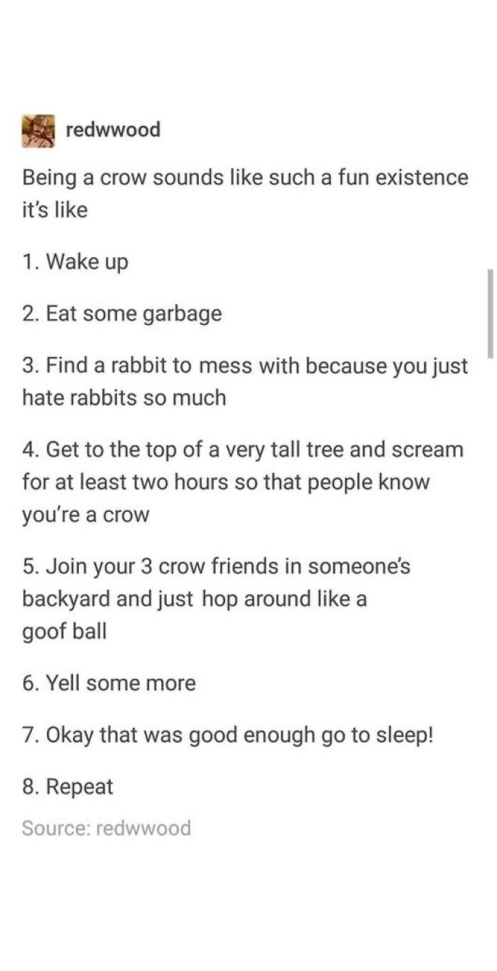 Tumblr post humorously describing a crow’s daily routine with relatable and random activities in a fun tone.