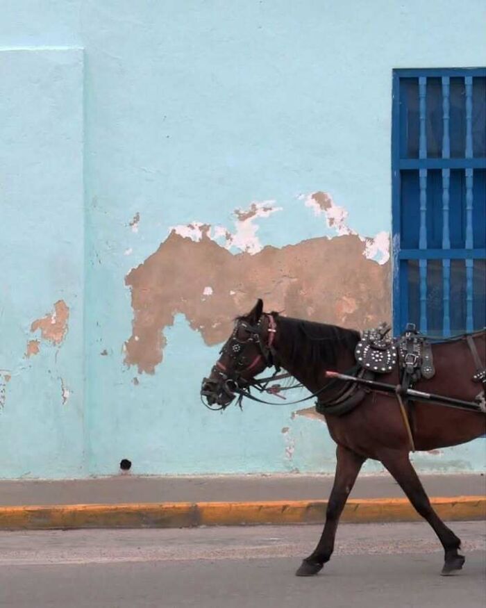 Horse walking past a worn wall with peeling paint, combining trash and culture in a chaotic urban setting.
