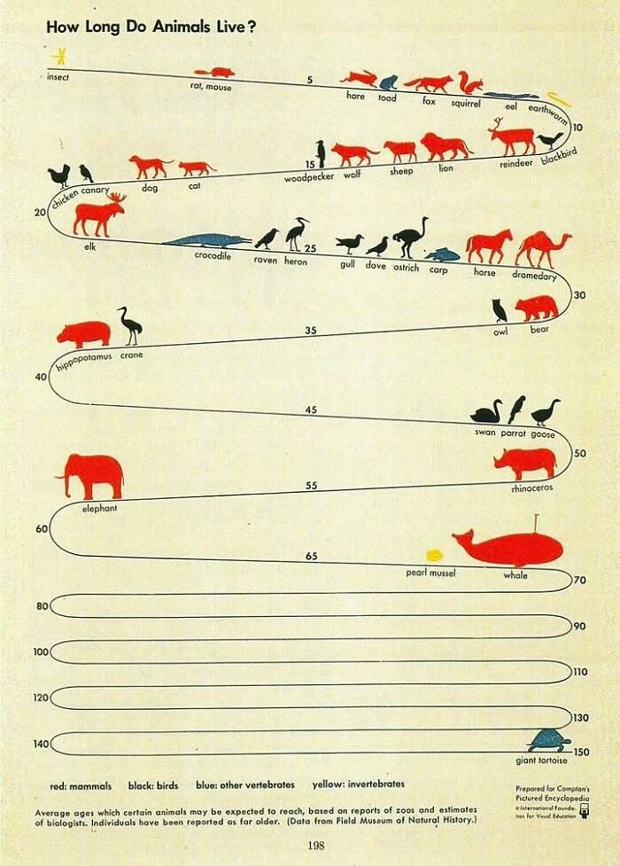 Infographic showing animal lifespans with mammals, birds, vertebrates, and invertebrates in a visual data format.