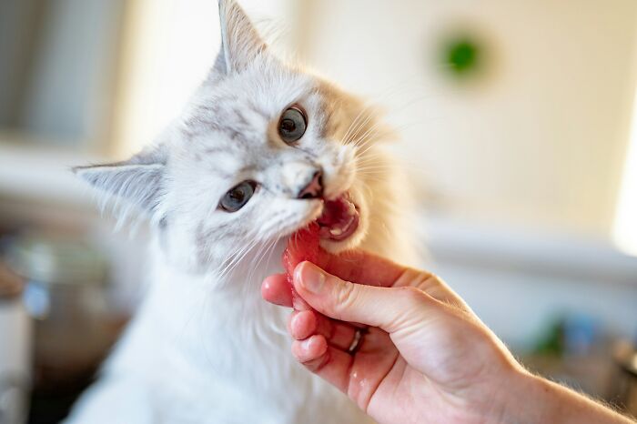 White cat eating a slice of watermelon from a person's hand showing side effects eating watermelon in pets - 7