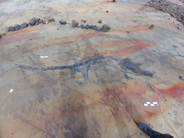 Fossilized sea reptile over 100 million years old embedded in rock, revealing ancient ocean history and prehistoric marine life.