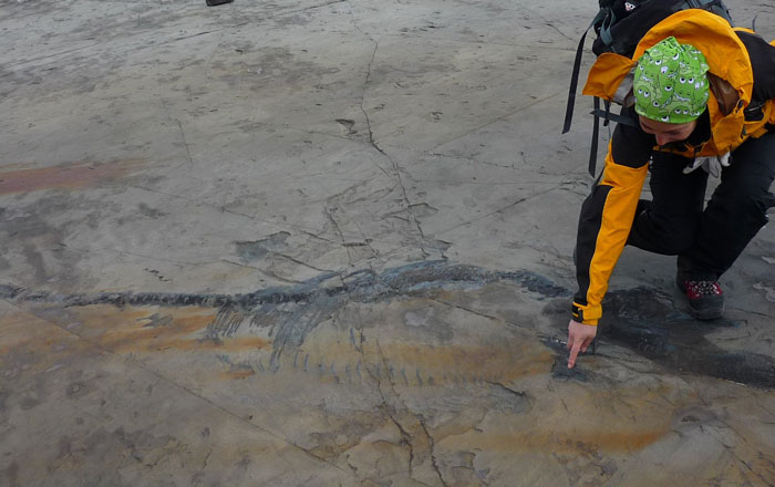 Researcher in outdoor gear pointing at a sea reptile fossil over 100 million years old embedded in rock surface.