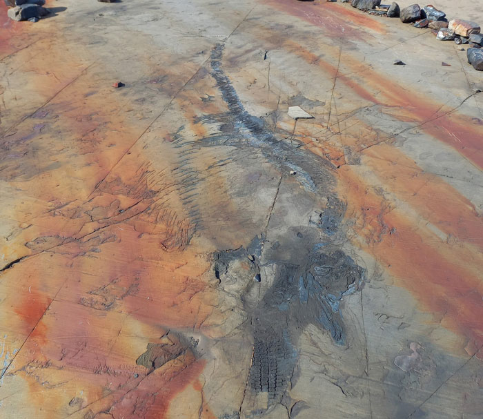 Fossil of a sea reptile over 100 million years old embedded in rock, revealing ocean&rsquo;s mysterious ancient history.