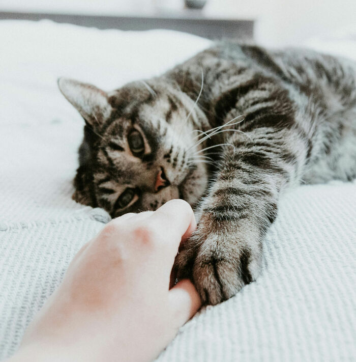 These 40 Sneaky Pets Knew Exactly What They Were Doing, And It’s Equal Parts Genius And Evil