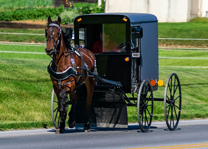 Horse pulling a traditional buggy on a rural road, illustrating unusual scenes private investigators discovered on the job. - 33