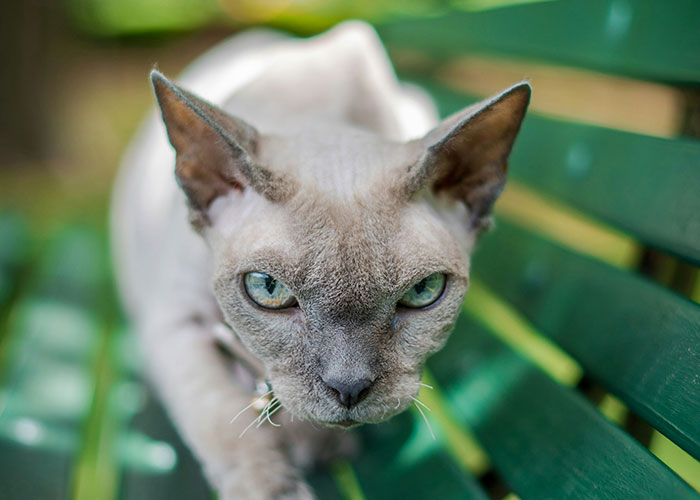 Close-up of a cat with intense eyes on a green bench representing strange things private investigators discovered on the job. - 6