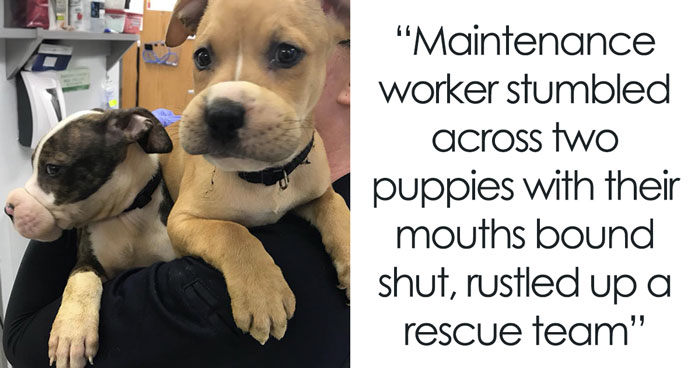 Puppies With Rubber Ties Around Their Mouths Can’t Contain Their Happiness After Spotting Rescuers