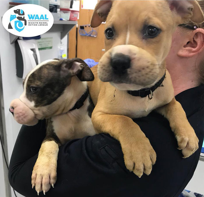 Two 7-month-old puppies being held by a person after rescue by maintenance guy, showing signs of care and safety.