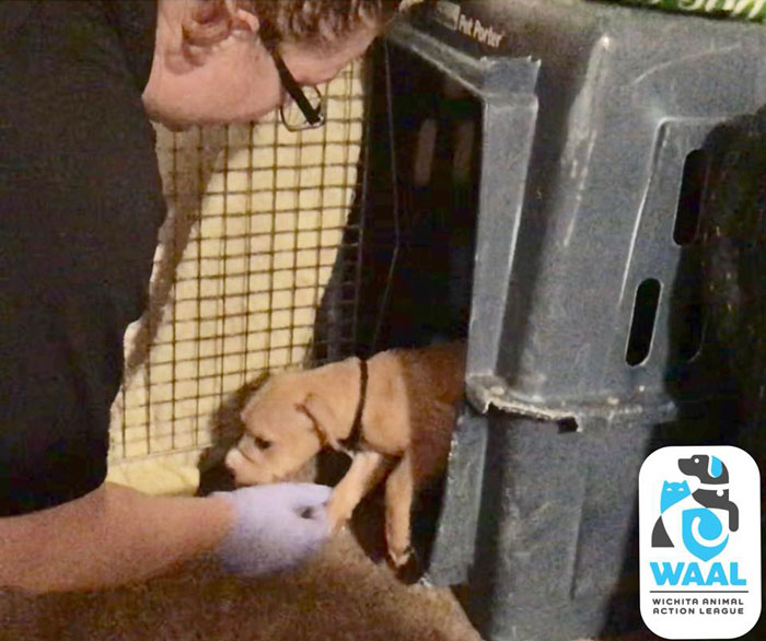 Maintenance guy helps two puppies with mouths bound, gently guiding one out of a crate in a rescue setting.