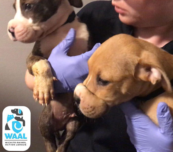 A maintenance worker wearing gloves gently holding and comforting two puppies rescued with their mouths bound shut.