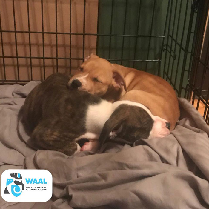 Two 7-month-old puppies resting together in a crate after being saved by a maintenance guy from abuse.