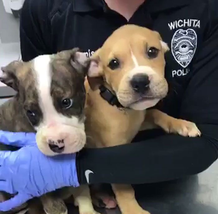 Two 7-month-old puppies being held by a maintenance guy after being rescued with their mouths bound shut.