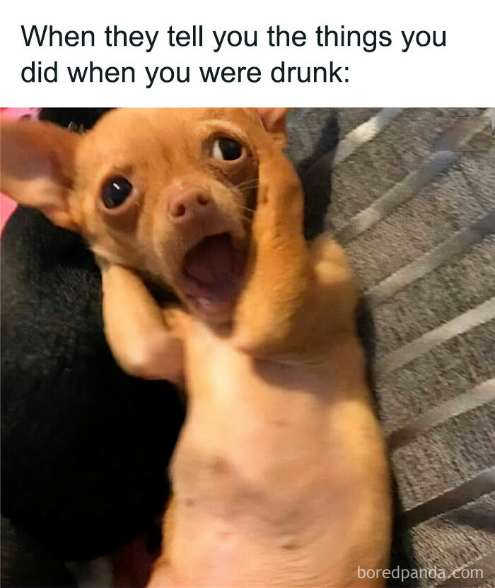 Small dog with a shocked expression, holding its face, illustrating funny memes about not taking life too seriously.