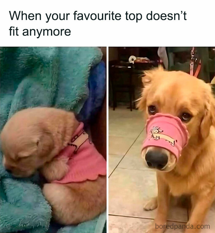 Golden retriever puppy wearing a small pink top that no longer fits, shown as a funny meme about life not taken seriously.