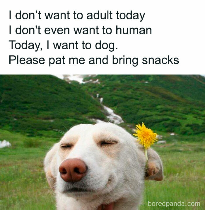Funny meme featuring a relaxed dog with a flower, reminding not to take life too seriously and enjoy simple moments