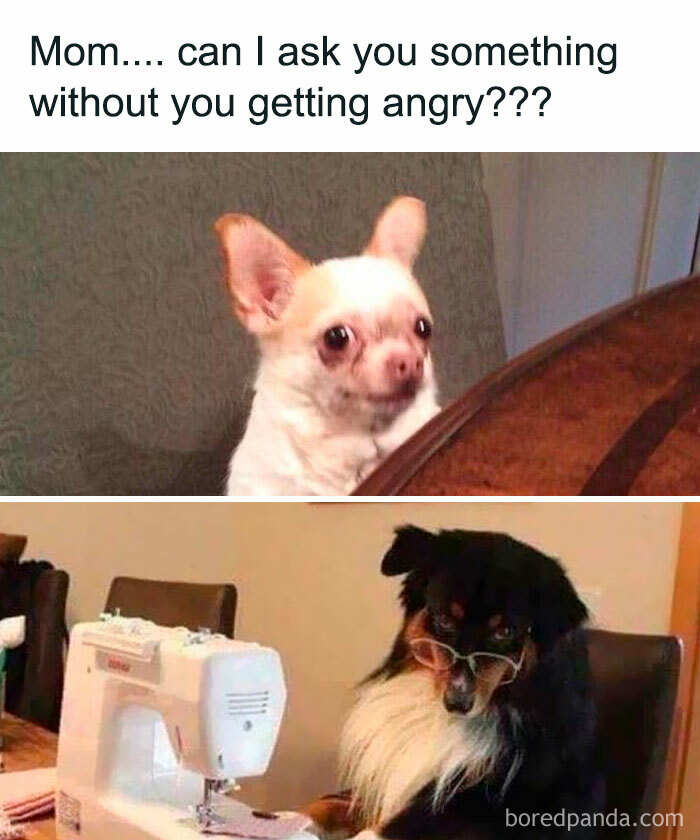 Small dog anxiously asks question while another dog wearing glasses uses a sewing machine in funny meme about relatable moments.