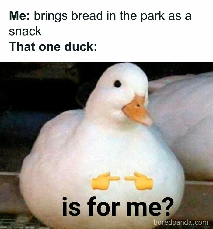 Funny duck meme with text about bringing bread to the park, part of random memes that hit close to home.