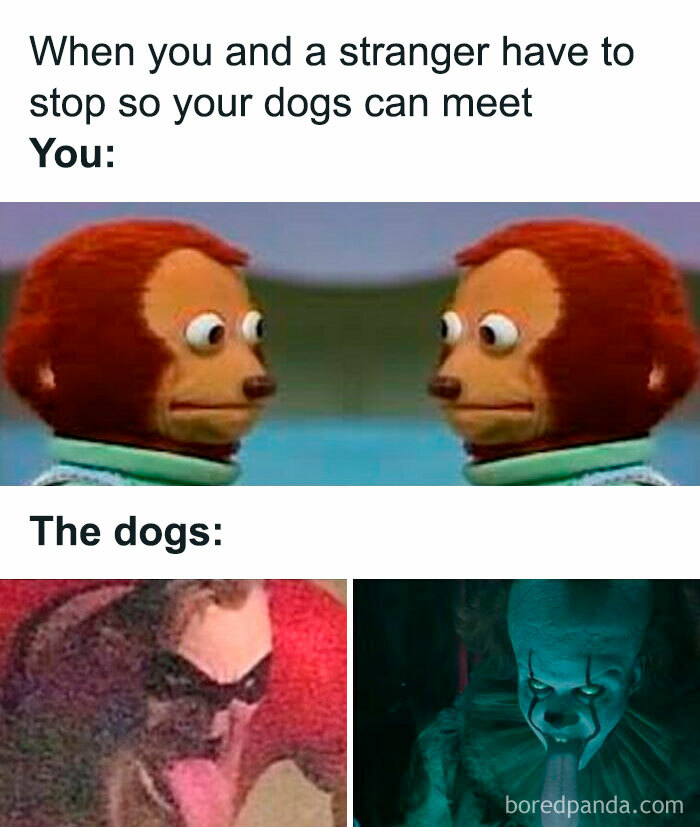 Person awkwardly staring at themselves, while dogs intensely face off, illustrating funny and random memes about social interactions.