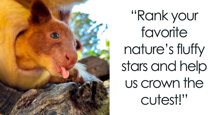 39 Cutest Wild Animals On Earth, Ranked