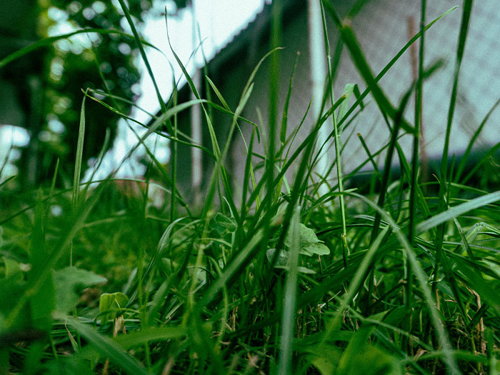 Close-up of unkempt grass near a building in a neighborhood showing signs to look out for unsafe areas.