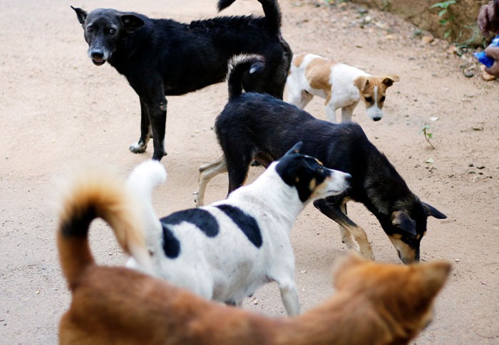 If You See These 50 Things In A Neighborhood, Folks Online Suggest You Run Immediately