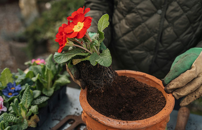 Person wearing gloves planting a red flower in a pot, highlighting signs to look out for to avoid unsafe neighborhoods.