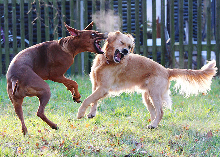 Two dogs aggressively fighting outdoors, illustrating seemingly harmless things that are actually very dangerous.