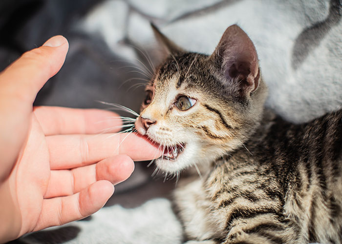 Kitten biting a finger, illustrating one of the seemingly harmless things people don’t realize are actually very dangerous.