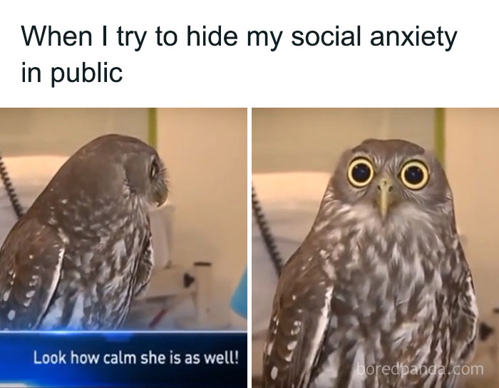 Owl showing wide-eyed expression illustrating social anxiety in public, featured in social anxiety memes.