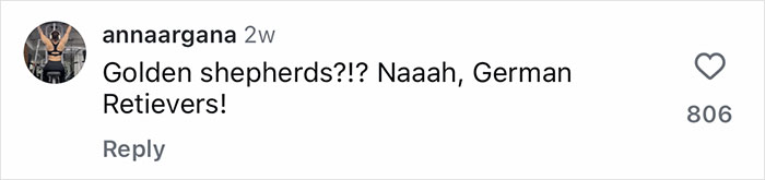 Comment on social media post mentioning Golden Shepherd puppies and German Retrievers with 806 likes. Comment on social media post mentioning Golden Shepherd puppies and German Retrievers with 806 likes.