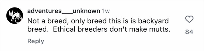 Comment on social media discussing backyard breeds and ethical breeders in relation to Golden Shepherd puppies. Comment on social media discussing backyard breeds and ethical breeders in relation to Golden Shepherd puppies.