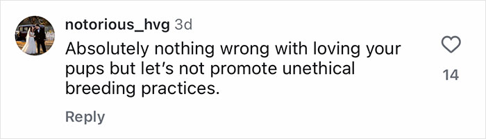 Comment expressing concern about loving golden shepherd puppies but opposing unethical breeding practices. Comment expressing concern about loving golden shepherd puppies but opposing unethical breeding practices.