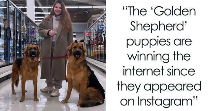 Golden Retriever And German Shepherd Have Mixed Puppies And People Can’t Get Enough Of Them