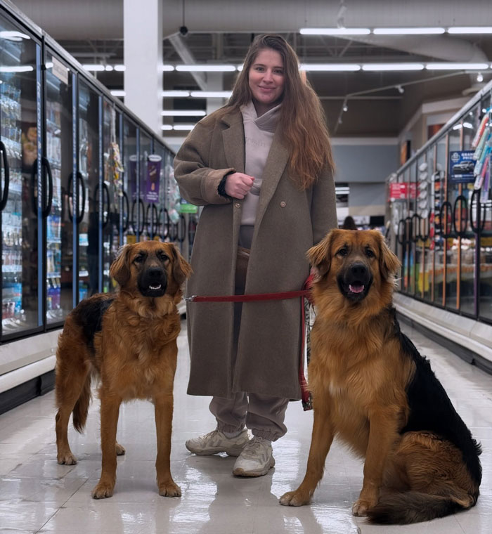 A woman in a coat standing in a store aisle with two large Golden Shepherd dogs on leashes. A woman in a coat standing in a store aisle with two large Golden Shepherd dogs on leashes.
