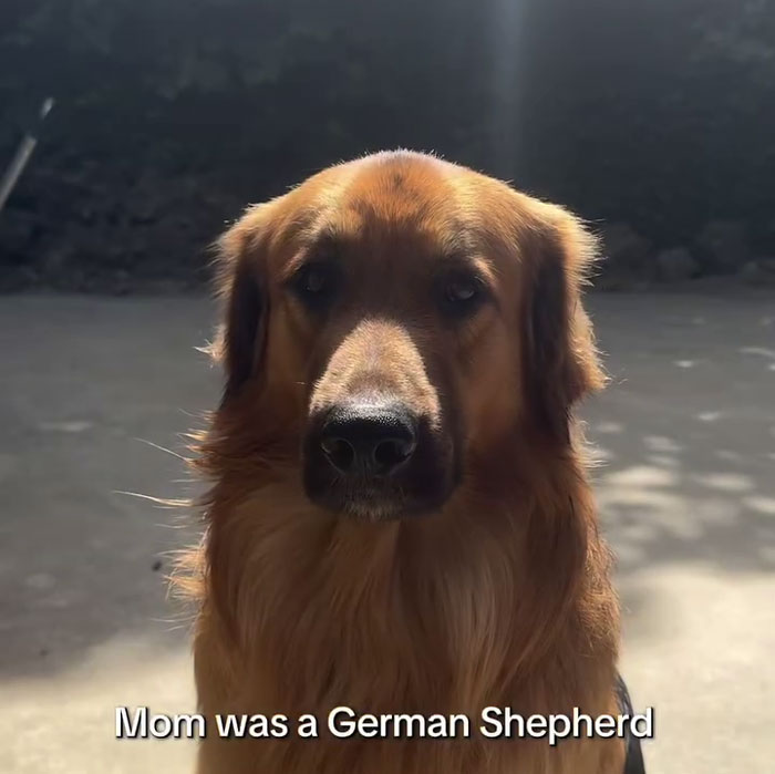 Golden Shepherd puppy with features of Golden Retriever and German Shepherd sitting outdoors in soft sunlight. Golden Shepherd puppy with features of Golden Retriever and German Shepherd sitting outdoors in soft sunlight.