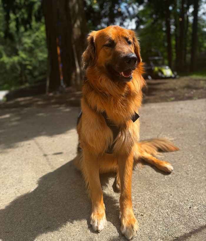 Golden Shepherd dog sitting outdoors with a mix of Golden Retriever and German Shepherd features in bright sunlight. Golden Shepherd dog sitting outdoors with a mix of Golden Retriever and German Shepherd features in bright sunlight.
