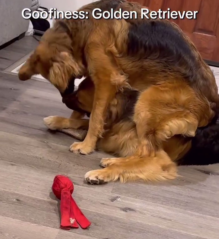 Two Golden Shepherd puppies playfully wrestling on a wooden floor near a red dog toy indoors. Two Golden Shepherd puppies playfully wrestling on a wooden floor near a red dog toy indoors.
