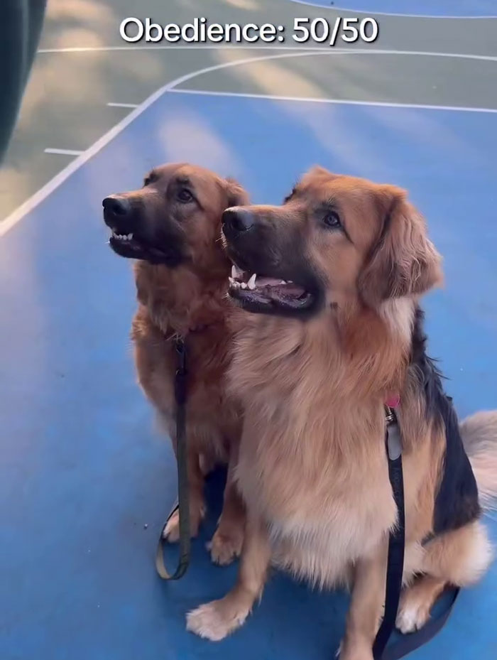 Two dogs resembling golden retriever and German shepherd mix sitting on a court with obedience 50/50 text above them. Two dogs resembling golden retriever and German shepherd mix sitting on a court with obedience 50/50 text above them.