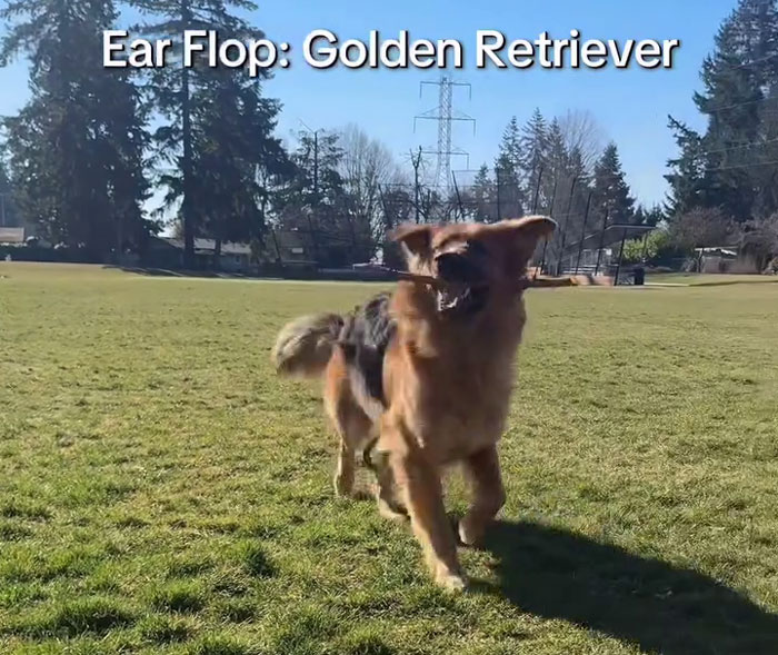A Golden Shepherd puppy running on grass with ears flapping in a sunny park surrounded by trees and power lines. A Golden Shepherd puppy running on grass with ears flapping in a sunny park surrounded by trees and power lines.