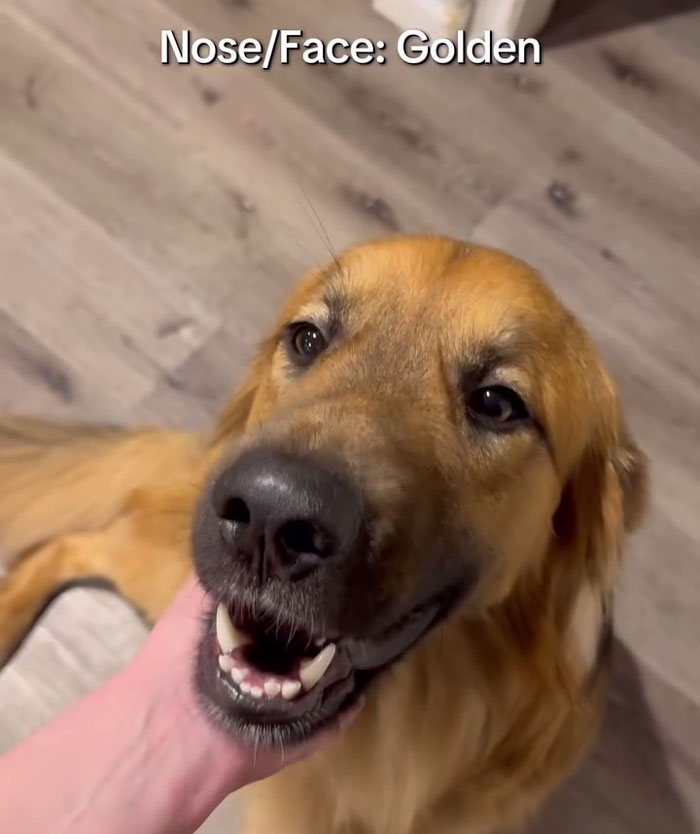Golden Shepherd dog close-up showing the nose and face features with a hand gently holding its head indoors. Golden Shepherd dog close-up showing the nose and face features with a hand gently holding its head indoors.