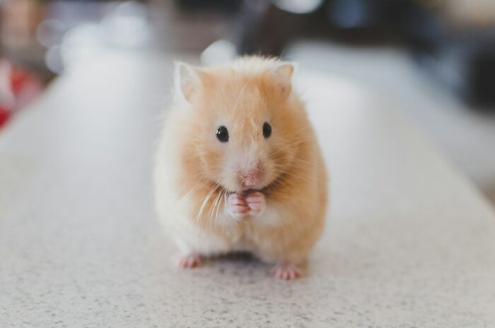 Close-up of a fluffy hamster sitting on a smooth surface, illustrating the theme of pathological liars in a lighthearted way.