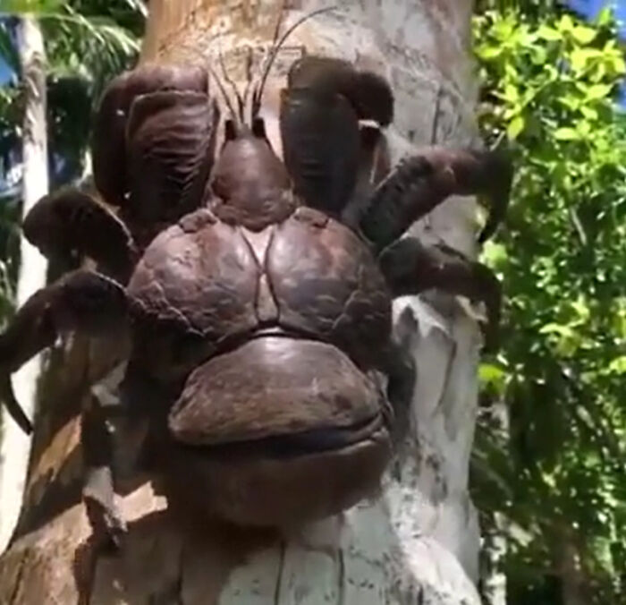 Cangrejo gigante en árbol, una de las creaciones de la madre naturaleza que nos ha dado mucho miedo por su tamaño y aspecto.