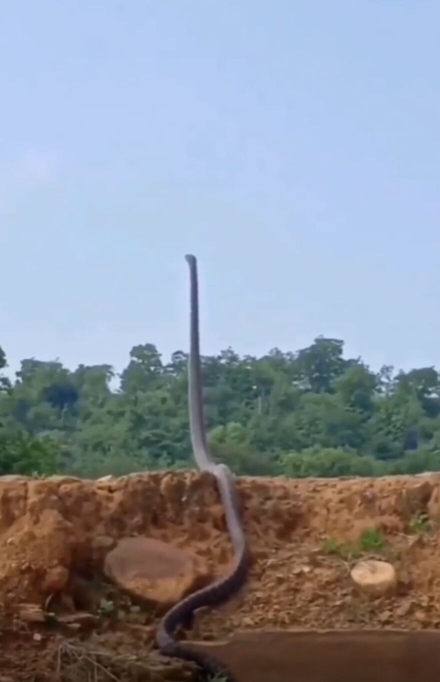 Large snake rising upright on a dirt ledge in nature, showcasing a scary and surprising wildlife moment.