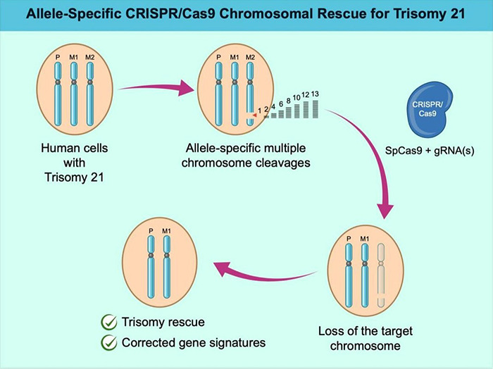 Diagram showing gene editing with CRISPR/Cas9 to cure Down Syndrome by rescuing trisomy 21 in human cells.