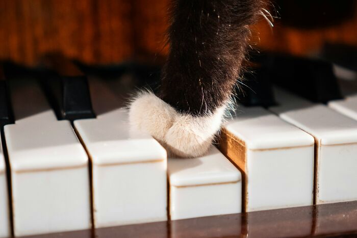 These 40 Sneaky Pets Knew Exactly What They Were Doing, And It’s Equal Parts Genius And Evil