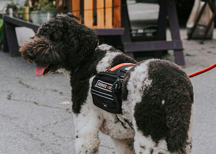 Curly black and white service dog wearing a harness outdoors, symbolizing 96 single women sharing why they avoid men.