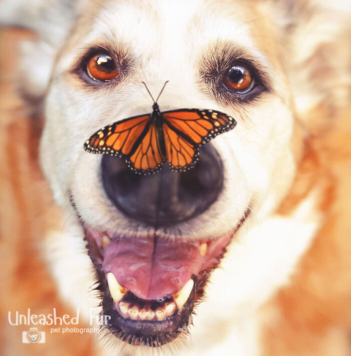 Close-up of a dog with a butterfly perched on its nose, capturing a humorous moment with animals that didn’t mean to be funny