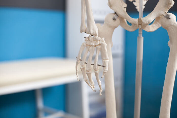 Skeleton model hand and arm in a bright clinical setting illustrating scientists share use of bodies donated to science.
